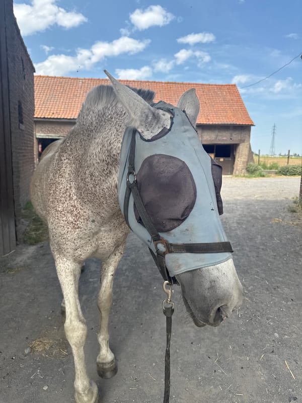 Dappled grey horse at a rural equestrian property in Estaimpuis