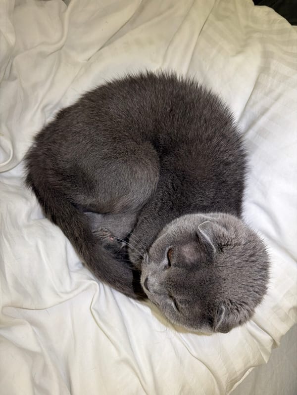 Gray cat with folded ears spotted indoors in Voronezh