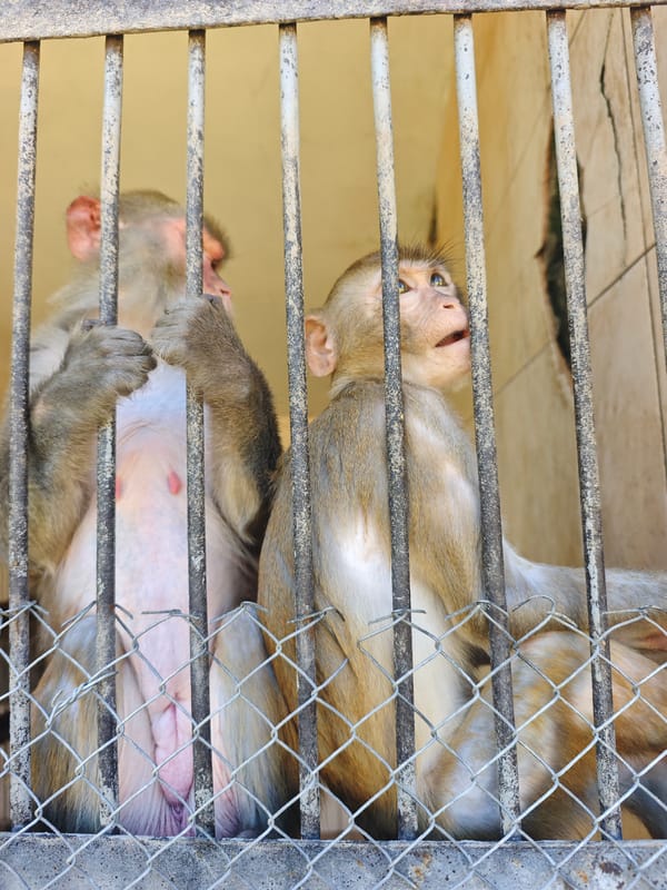 Visitors feed primates at Sokhumi animal facility