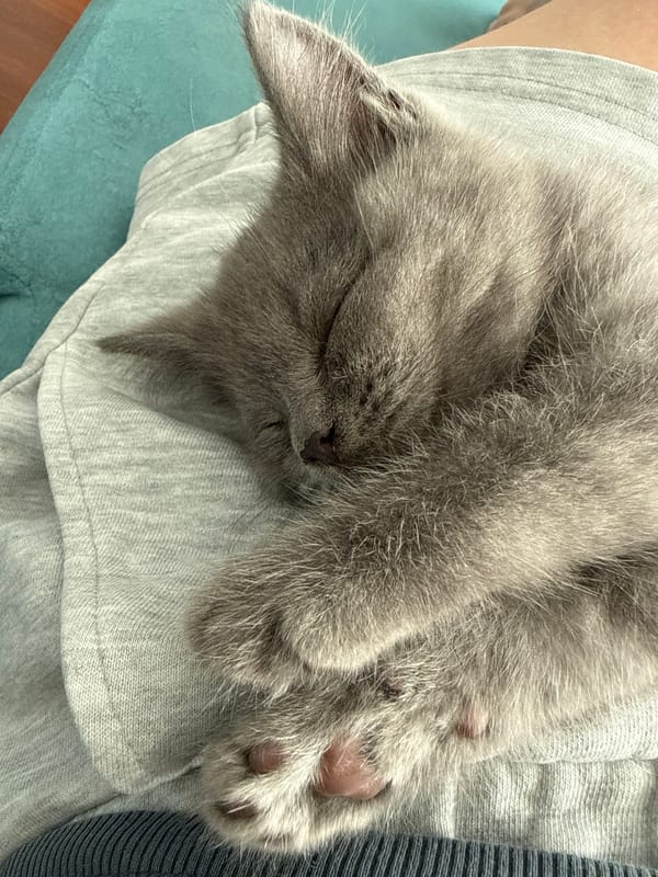 Grey kitten cycles through nap positions on laps and laundry