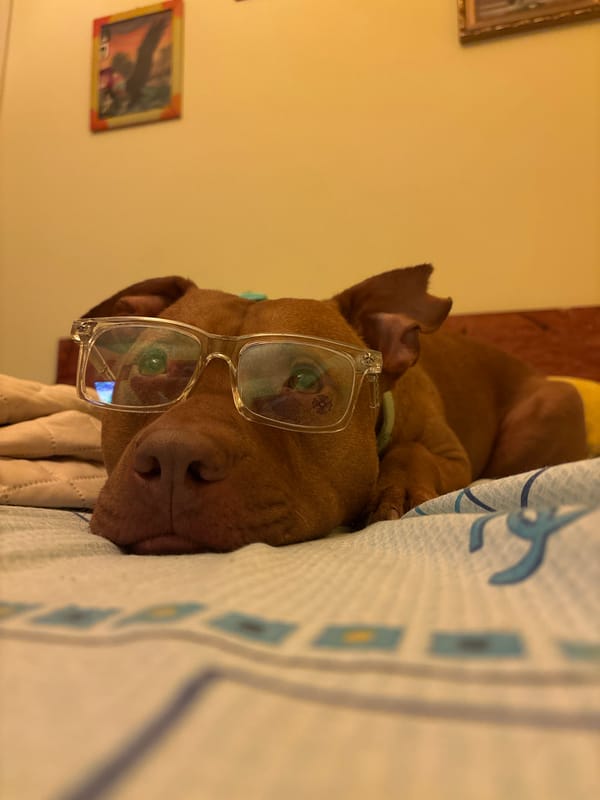 Dog in glasses sleeps peacefully in Bulgarian home