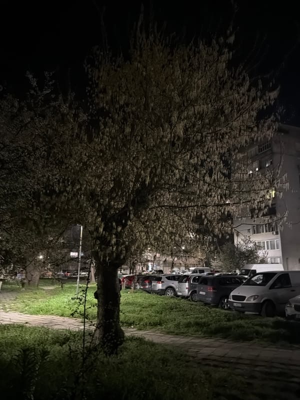 Blooming tree captured in nighttime Burgas street scene