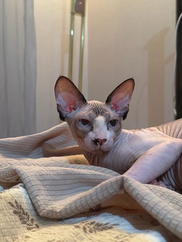 Sphynx cat relaxing on a bed in Odesa