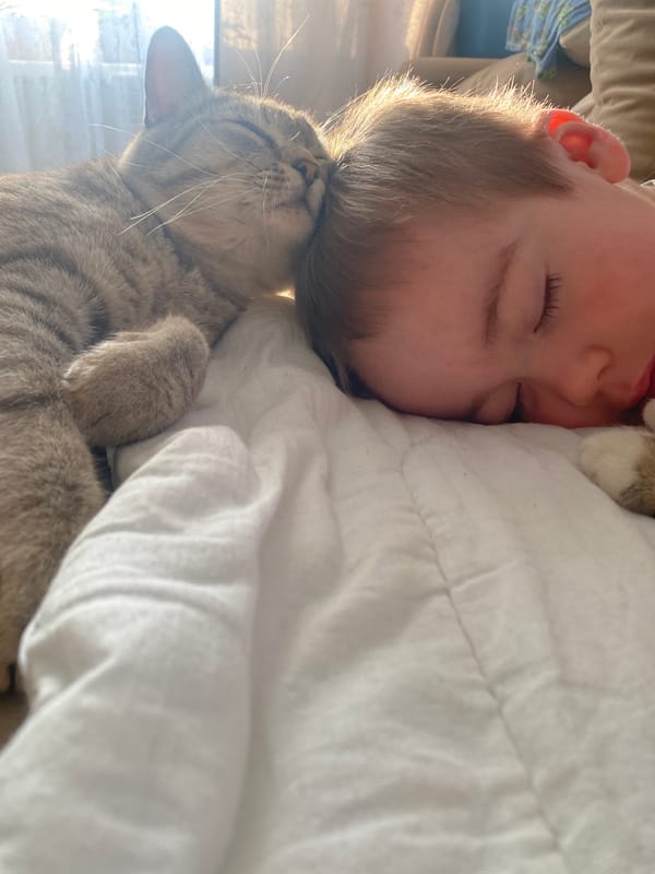 Child sleeps cuddling cats in Russian home