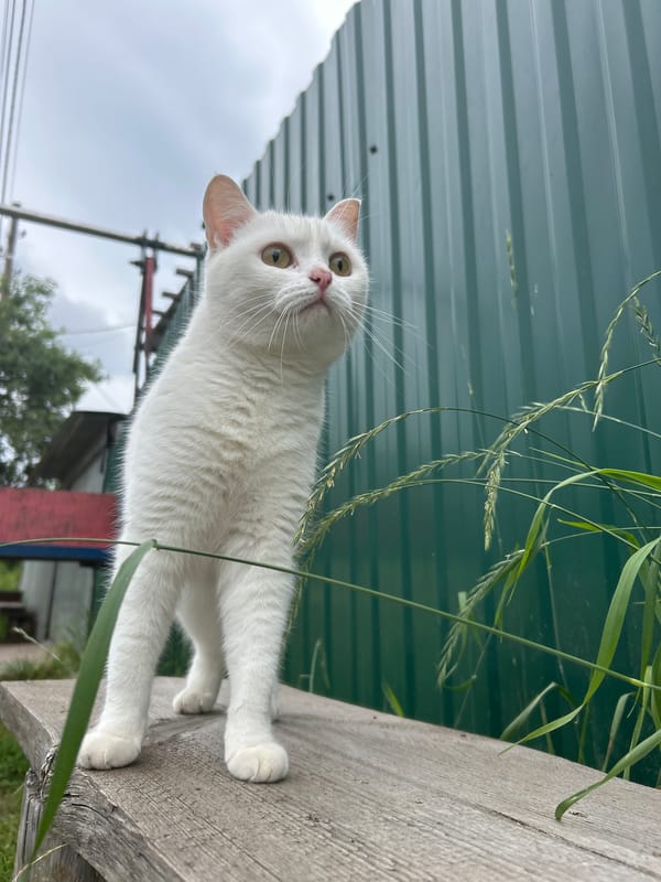 Lazy summer afternoon in Chaikovsky — daisies, a cat, and a swing