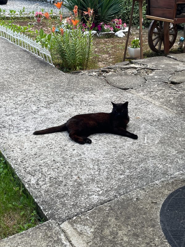 Cats and petunias on a quiet Slivnitsa morning