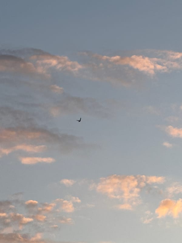 Birds observed flying during sunset in Мокино, Russia