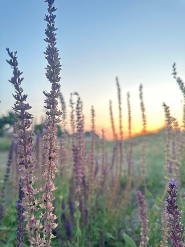 Sunset stroll through a Kazakh village: flowers, sky, and farm animals