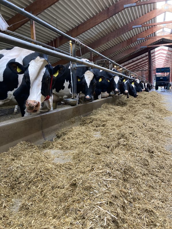 Dairy farm operations documented in Kalmar, Sweden barn