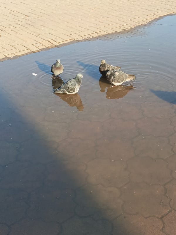 Four pigeons gather in large puddle on Ufa pavement