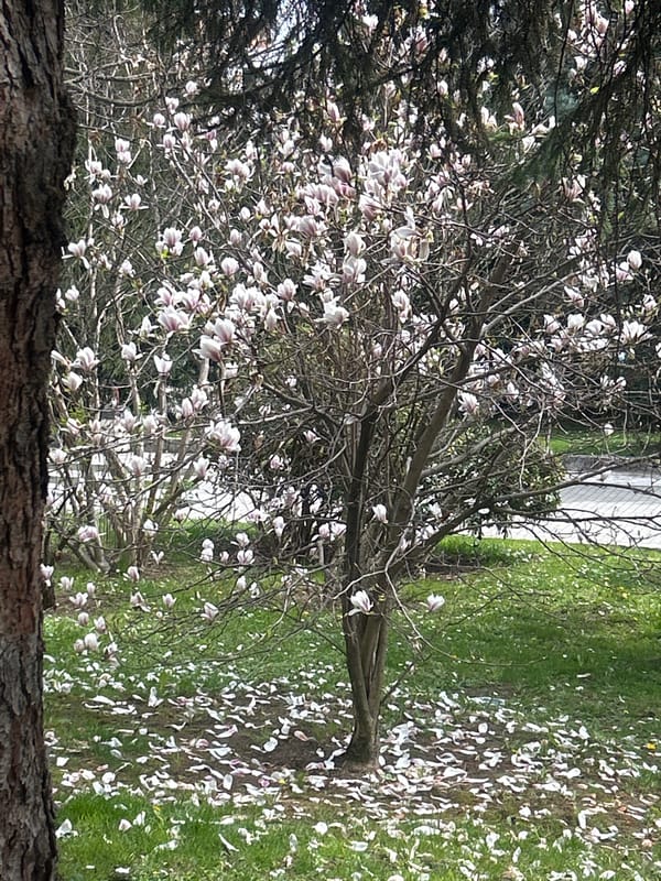 Spring morning scenes captured in historic Veliko Tarnovo