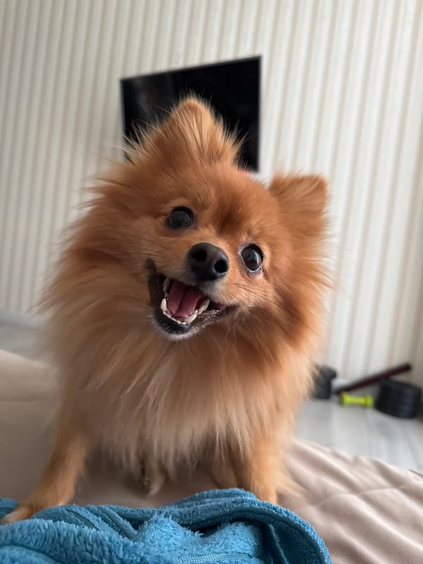 Spring afternoon captured in Sirius, Russia with pets and play