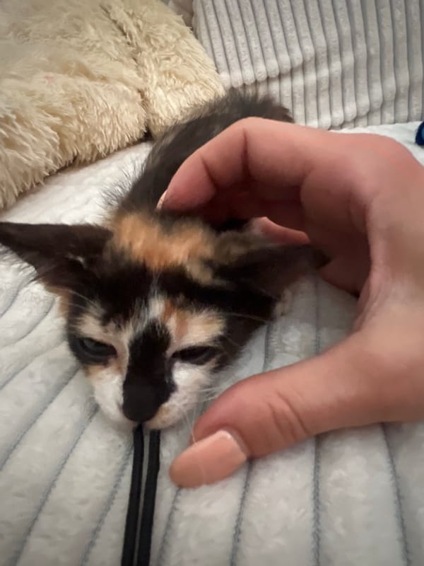 Person gently pets tri-colored kitten on soft bedding in Kuta