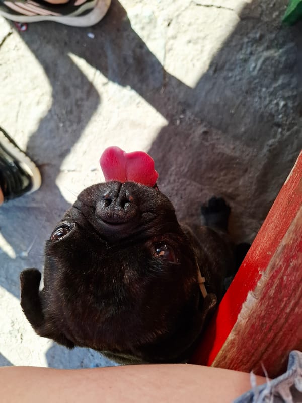 Pug and dessert spotted at Bulgarian cafe