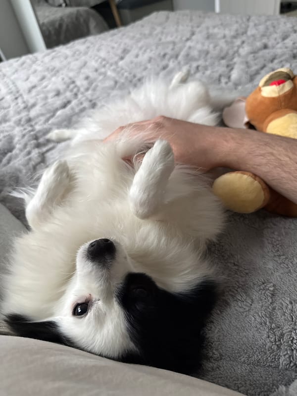 Man documents quiet afternoon with dog in Stara Zagora