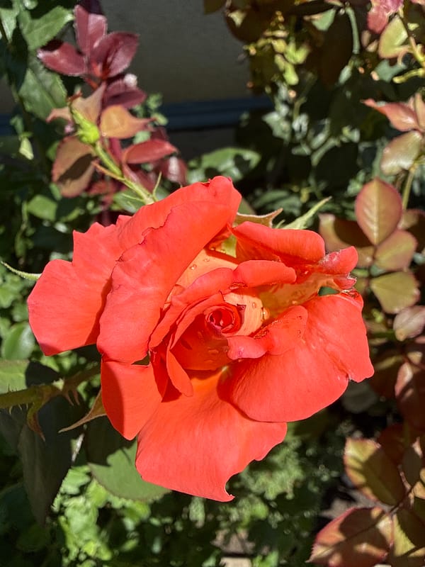 Garden close-ups: dewy rose and clusters of wild berries
