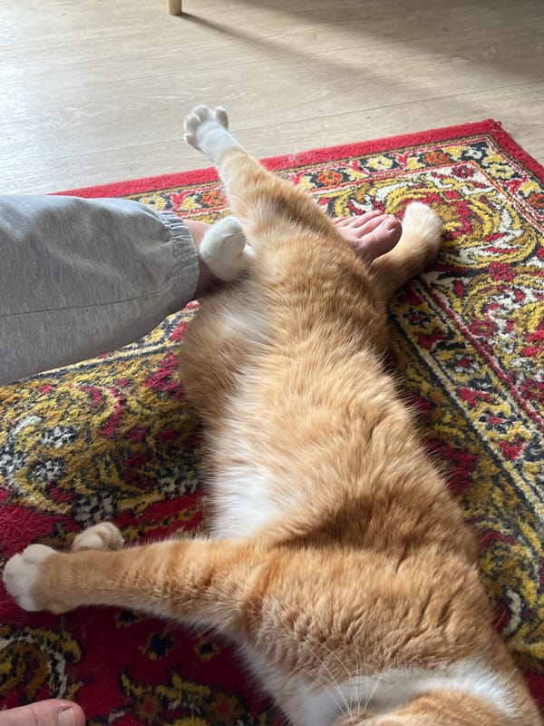 Cat lounges on a rug in Khor, Russia