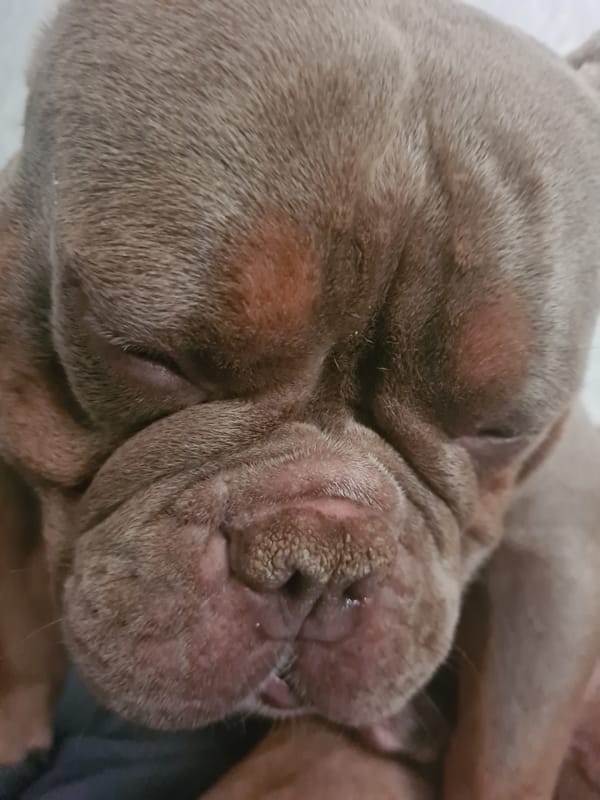 Wrinkly dogs napping and lounging in cozy close-ups