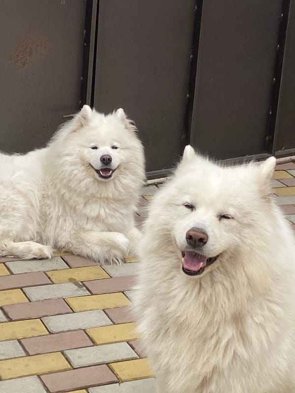 Two Samoyeds chilling on a brick walkway outside
