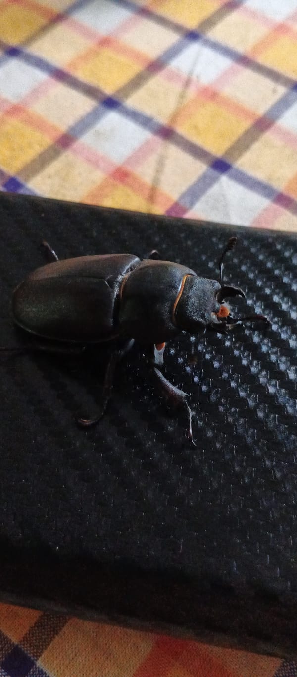 Backyard insects and stormy skies in Smila, Ukraine