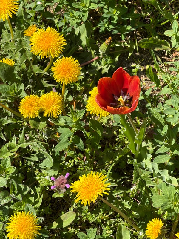 Luxembourg resident documents spring morning routine with flowers, coffee, lunch