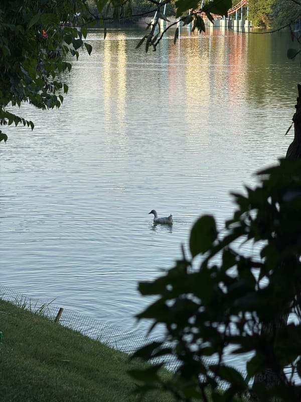 Afternoon at a Tashkent park: water, wildlife, and lanterns