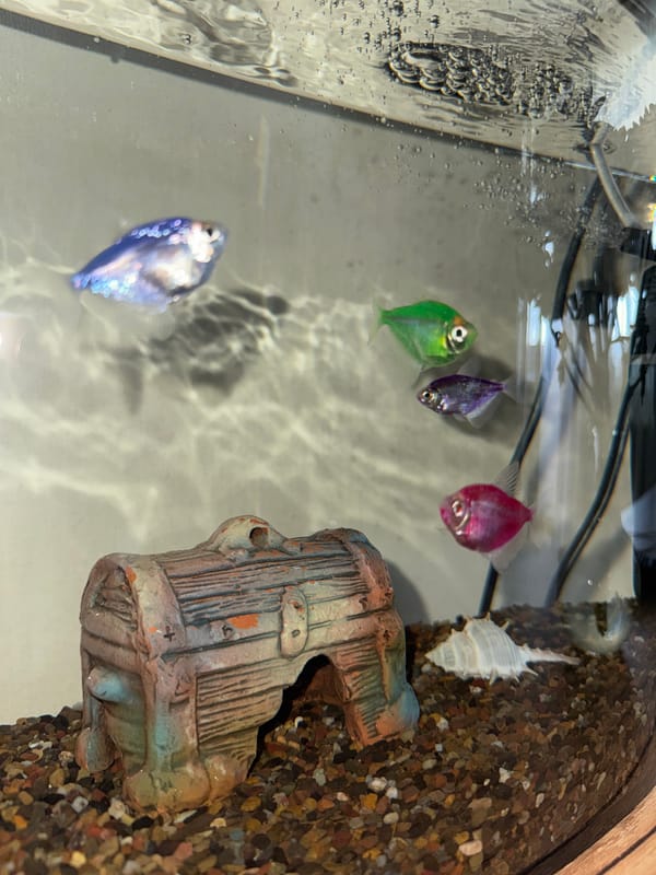 Domestic life scenes documented in Chaikovsky, Russia during morning hours