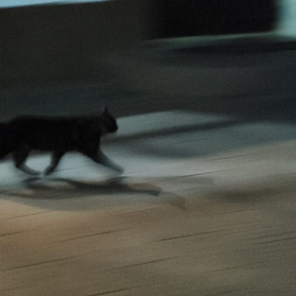 Cat photography and film supplies documented in Hrodna