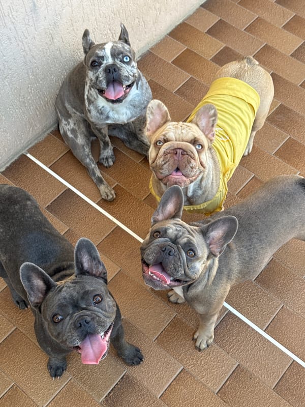 French Bulldog crew does their thing on an Italian patio