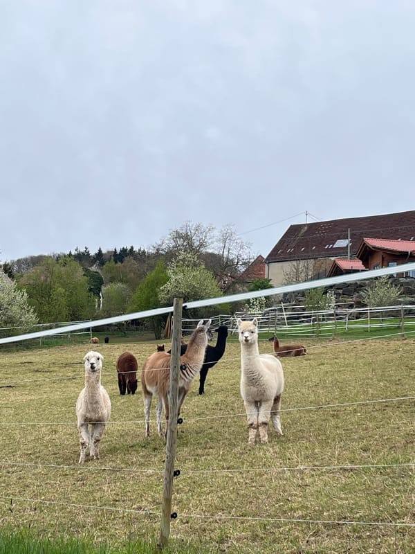 Family enjoys lunch and animal viewing in Bisterschied