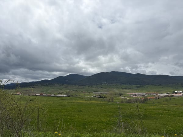 Spring wildflowers spotted in Bulgarian countryside field