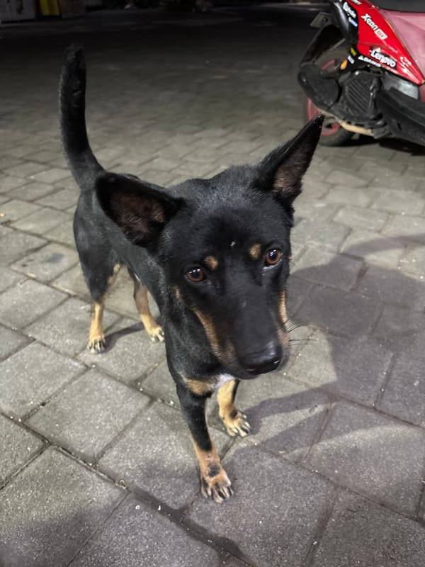 Relaxed street dog near a night food stall in Kuta Selatan