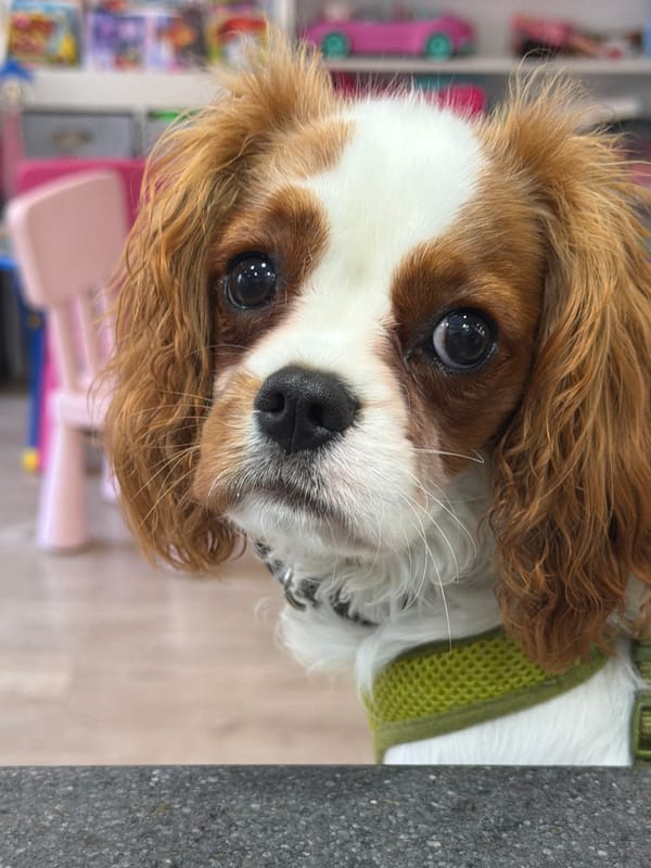 Cavalier King Charles Spaniel gets its close-up indoors