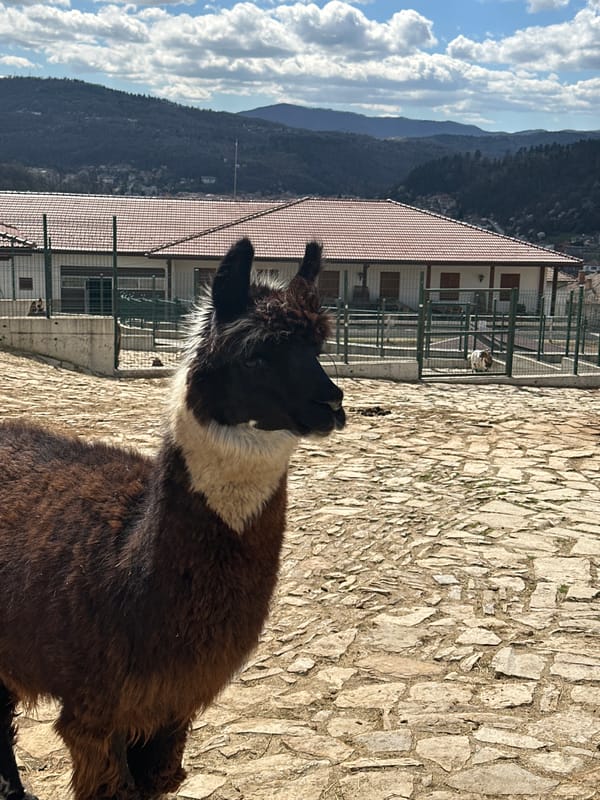 Farm animals and beetles observed in Bulgarian towns