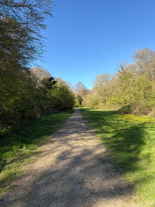 Spring blooms and cat documented in Maidstone afternoon
