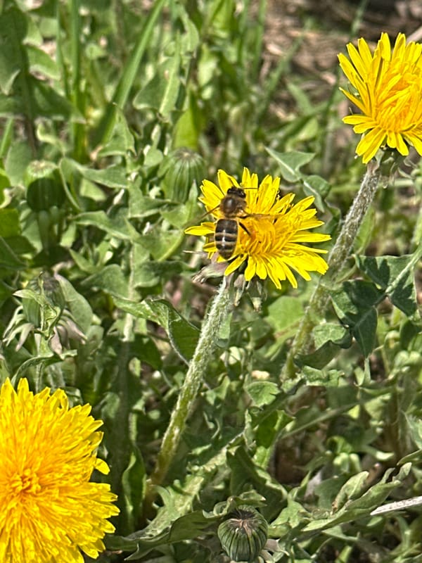 Spring morning wildlife activity observed in Kharnavy, Russia