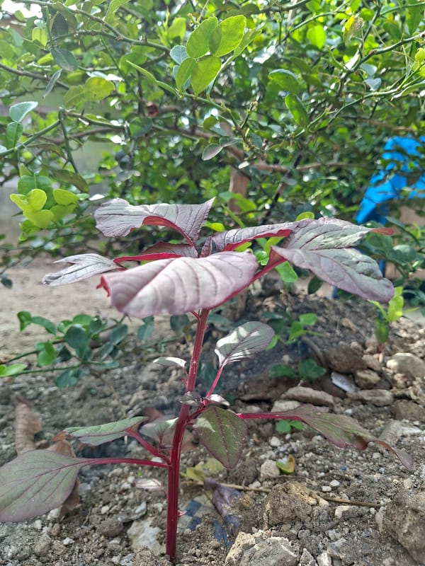 Morning botanical observations recorded in Indonesian villages