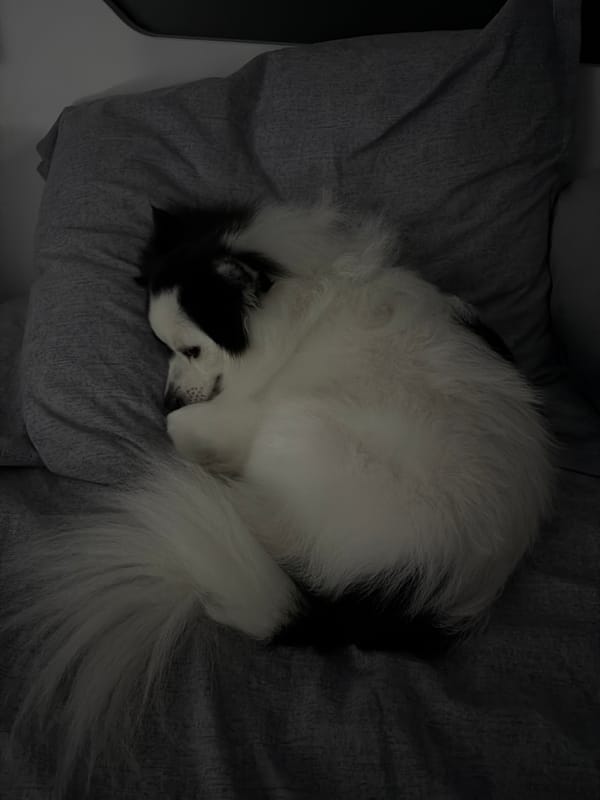 Evening at home with sleeping dog in Stara Zagora