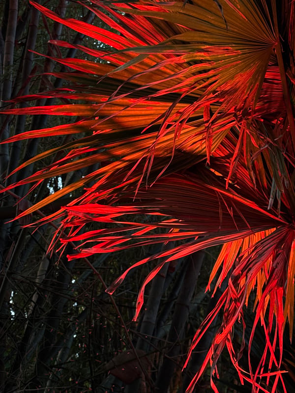 Tropical spa day: petal baths, sauna, pools, and dessert