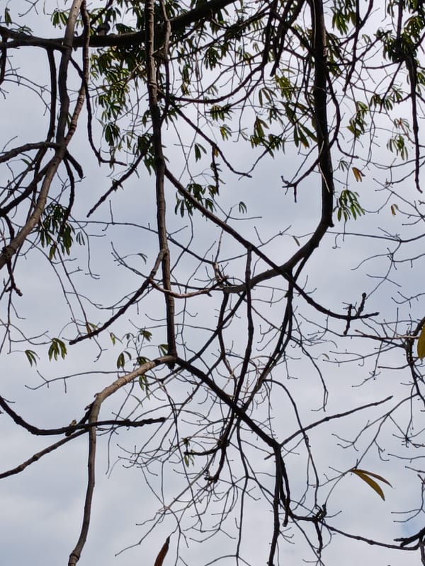 Witness documents trees and urban scenes in Ciudad Guayana