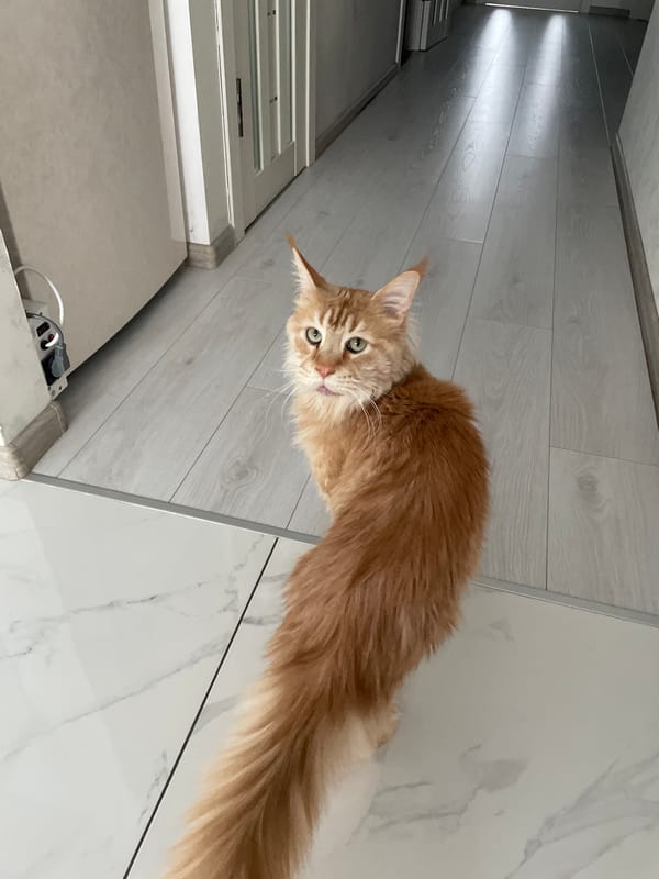 Maine Coon cat spotted around Ukrainian home