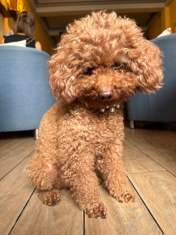 Pearl-wearing poodle plays with toys at Vietnam cafe