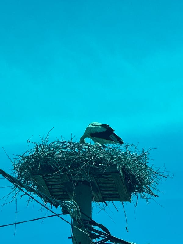 Stork nests on utility pole in Bulgarian village