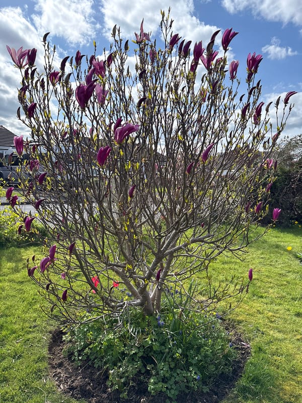 Spring garden scenes documented in Minsterley residential area