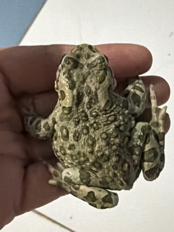 Frogs and a toad examined up close in Astana