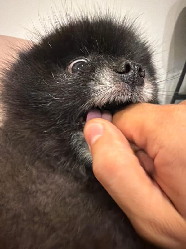 Playful black Pomeranian soaks up affection indoors in Kathu