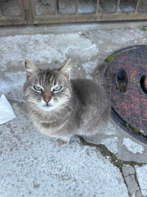 Cats spotted around blooming Zlatograd streets in spring afternoon