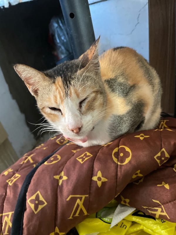 Davao City resident documents cats, waste, cooking scenes