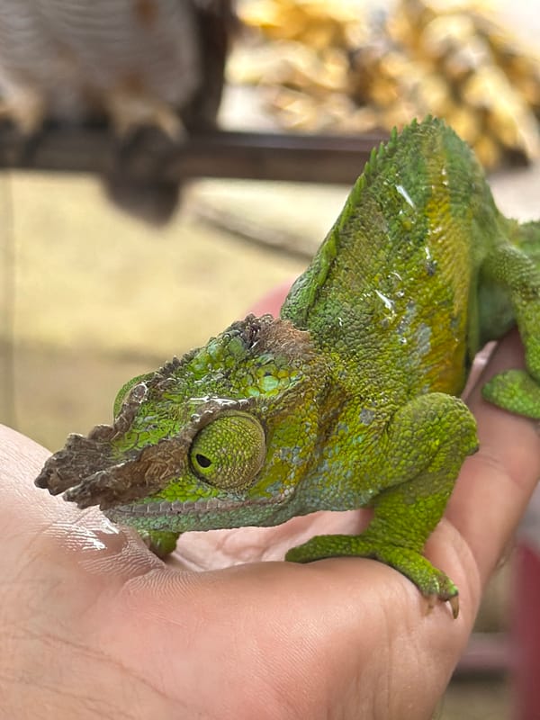 Exotic animal encounter at a Baturiti roadside attraction