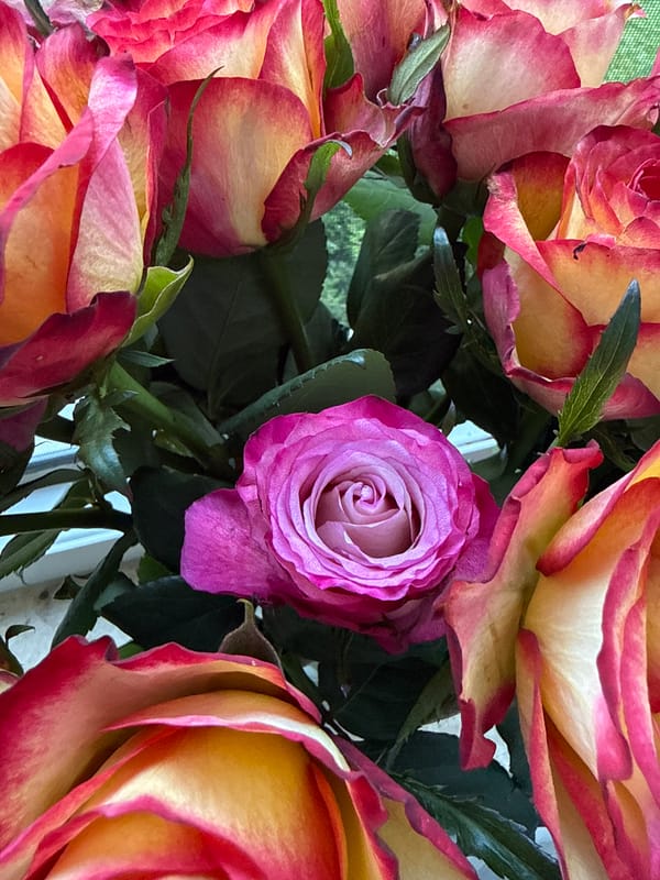 French Bulldog's slow morning with roses and coffee
